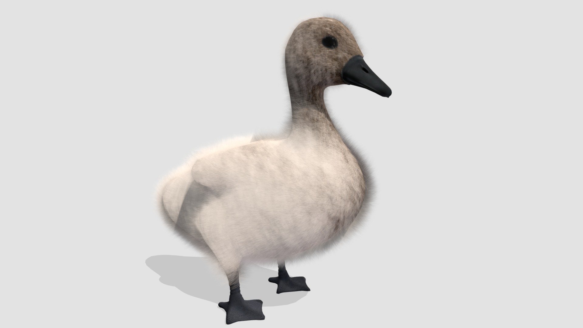 Highly detailed model of cygnet with all textures, shaders and materials. It is ready to use, just put it into your scene 3d model