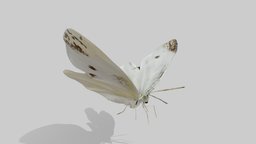 Butterfly 3 (JIP) insect, japan, butterfly, insects, japanese