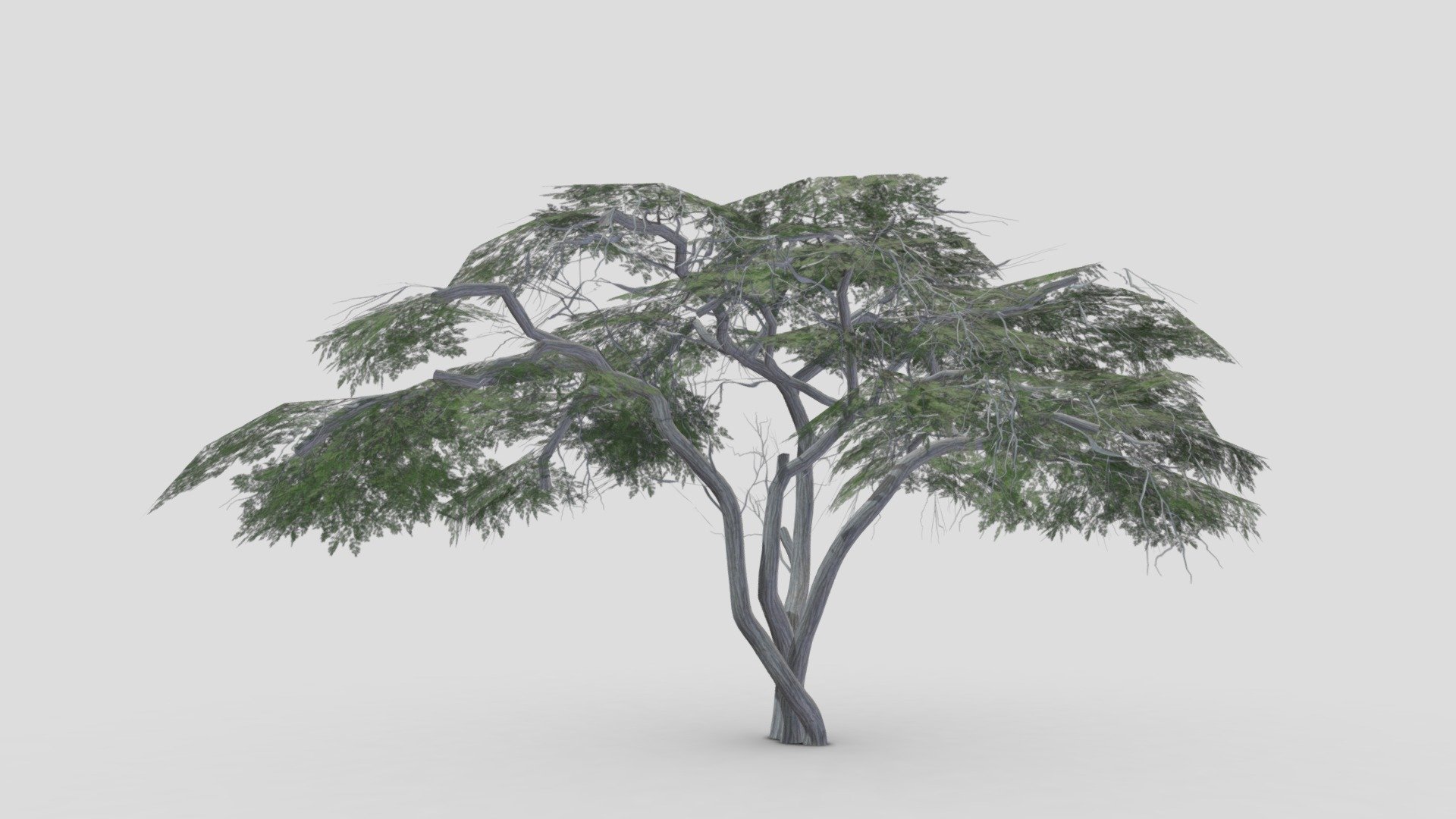 I tried to work on Acacia Tree 3D model. So after a long time I made this 3D low poly model of Acacia Tree 3d model