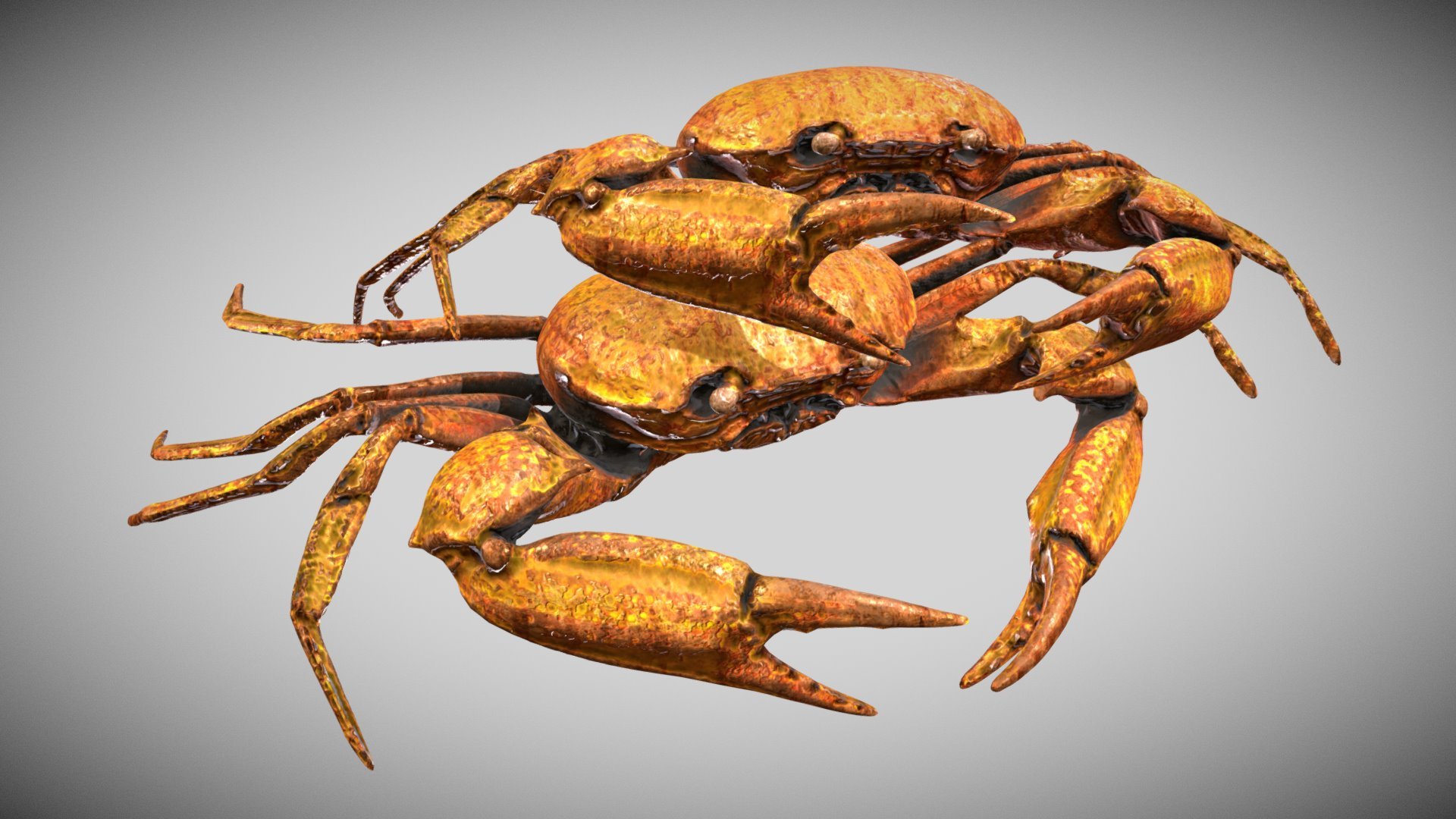 From a nice 3D Scan here the Low Poly repainted Version - Carcinoplax Suruguensis - Download Free 3D model by Francesco Coldesina (@topfrank2013) 3d model