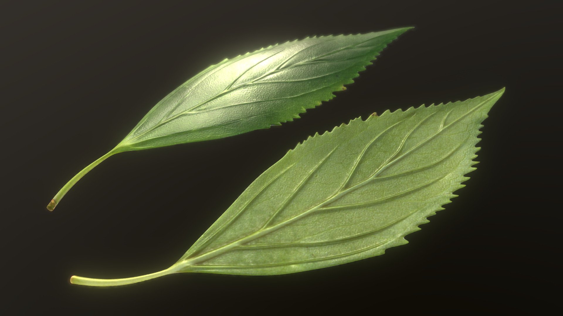 Forsythia leaves - forsythia x interm (high-poly version)




Low-Poly Version







 - Forsythia Leaves - Forsythia x interm High-Poly - Buy Royalty Free 3D model by VIS-All-3D (@VIS-All) 3d model