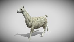 Medhue Llama camel, mule, llama, alpaca, animal