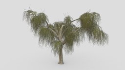 Weeping Willow Tree-11 weeping, willow, weepingwillow, asma3d, 3dweepingwillow, lowpolyweepingwillow, 3dweeepingwillow, 3dlowpolyweepingwillow, shidareyanagi, chui-liu, trauerweide, saucelloron, treurwilg, bydmjnwn, shjrlsfsf