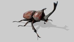 Japanese Rhinoceros Beetle (JIP) beetle, rhinoceros, rhinoceros-beetle, japanese