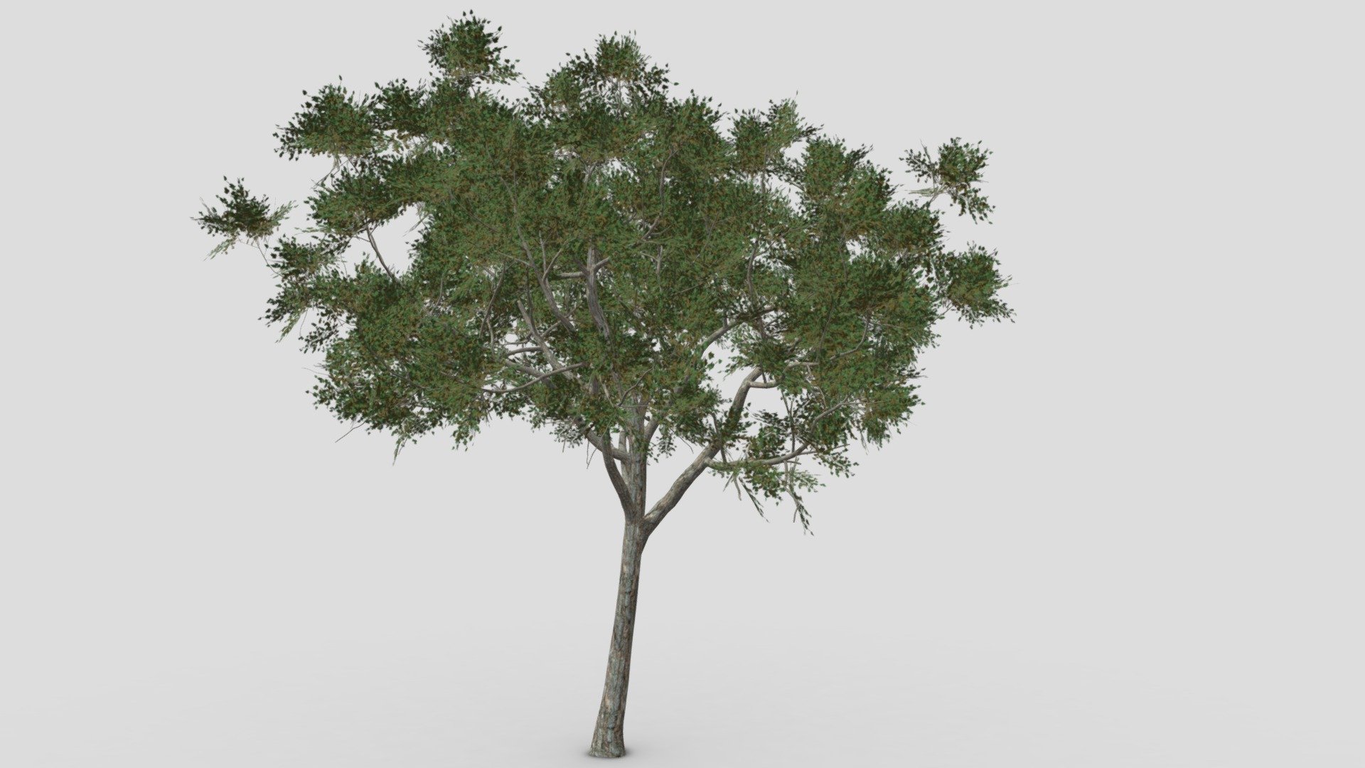 Betula nigra, the black birch, river birch or water birch, is a species of birch native to the Eastern United States from New Hampshire west to southern Minnesota, and south to northern Florida and west to Texas 3d model
