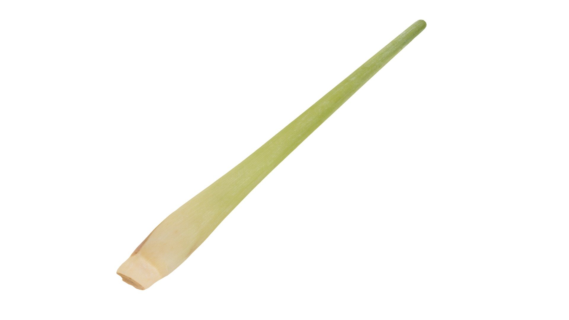 Highly detailed, photorealistic, 3d scanned model of a lemongrass. 8k textures maps, optimized topology and uv unwrapped.

Model shown here is lowpoly with diffuse map only and 4k texture size.

This model is available at www.thecreativecrops.com 3d model