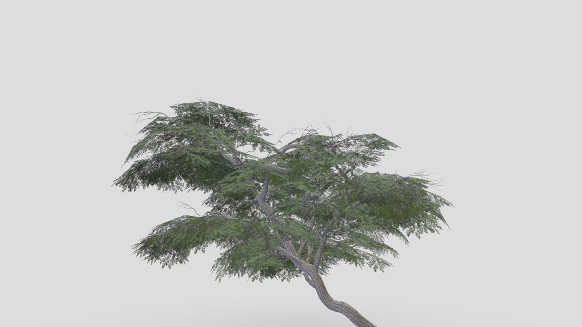 I tried to work on Acacia Tree 3D model. So after a long time I made this 3D low poly model of Acacia Tree 3d model