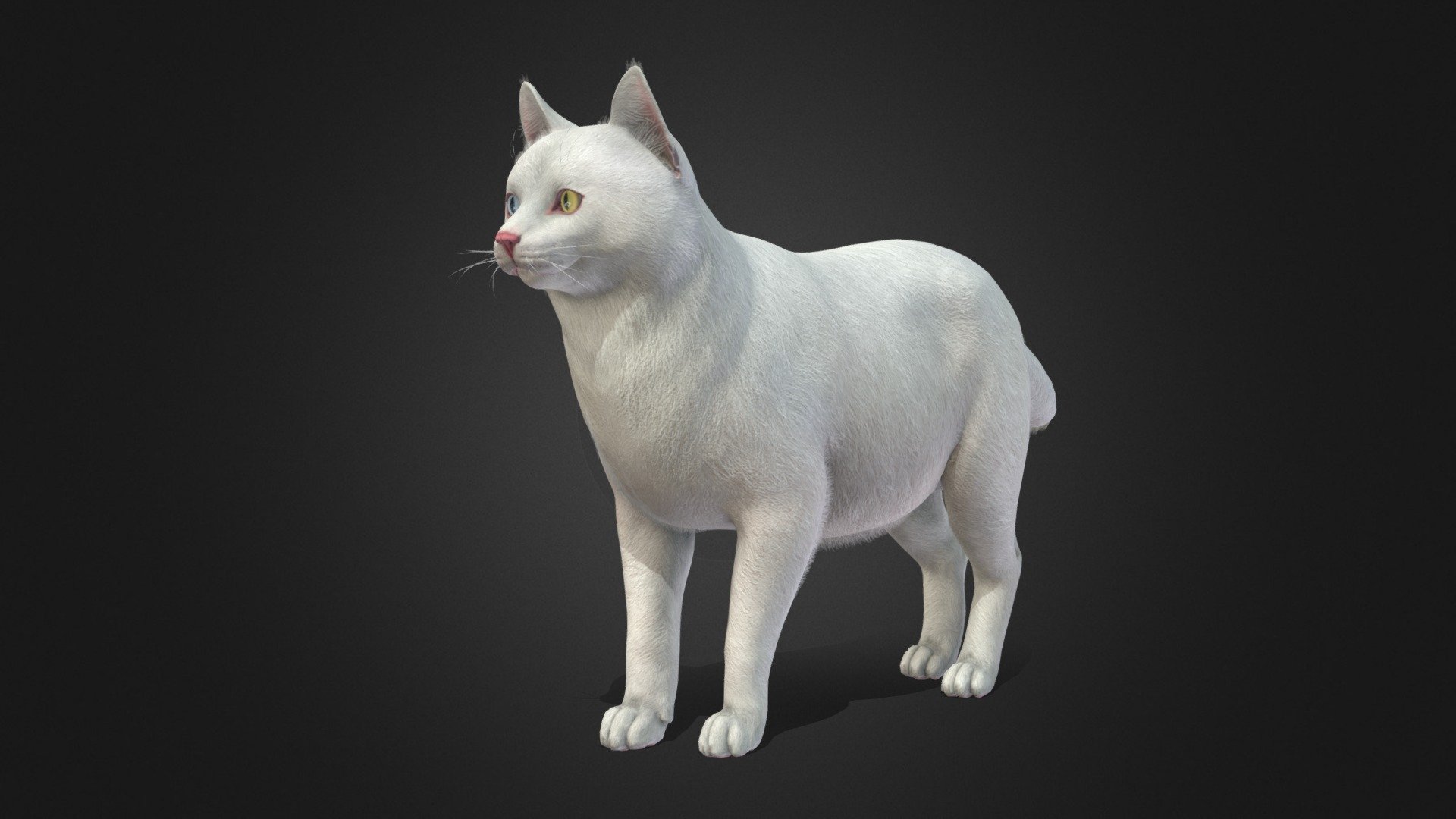 Fat cat model with 100 IP/PM animations and 5 colors.

In the attached archive you will find all files with animations.

If you have any questions, please email me 3d model