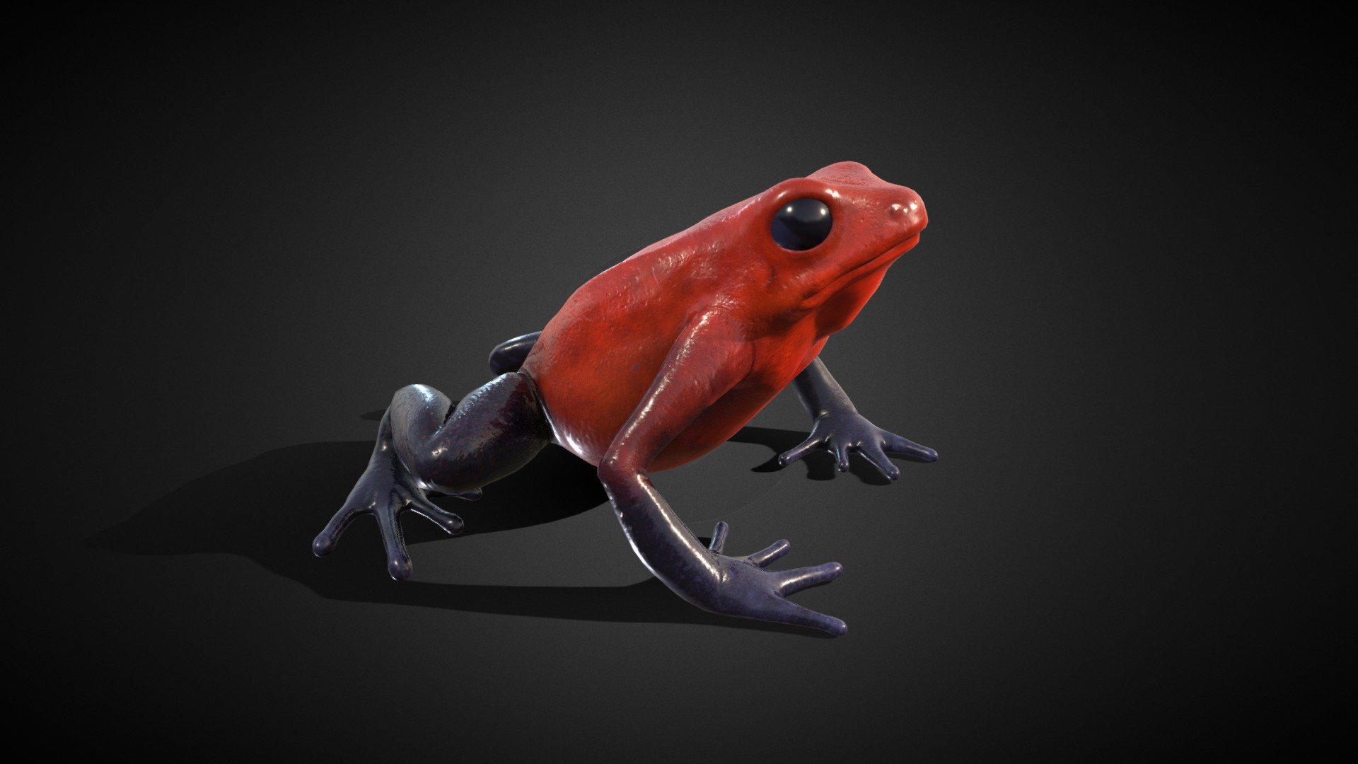 3D Model -The strawberry poison frog, Oophaga pumilio




4k Textures

PBR Materials

Rig In Blender Ready for animation &ndash; 1 Idle animation

Blender file attachments 3d model