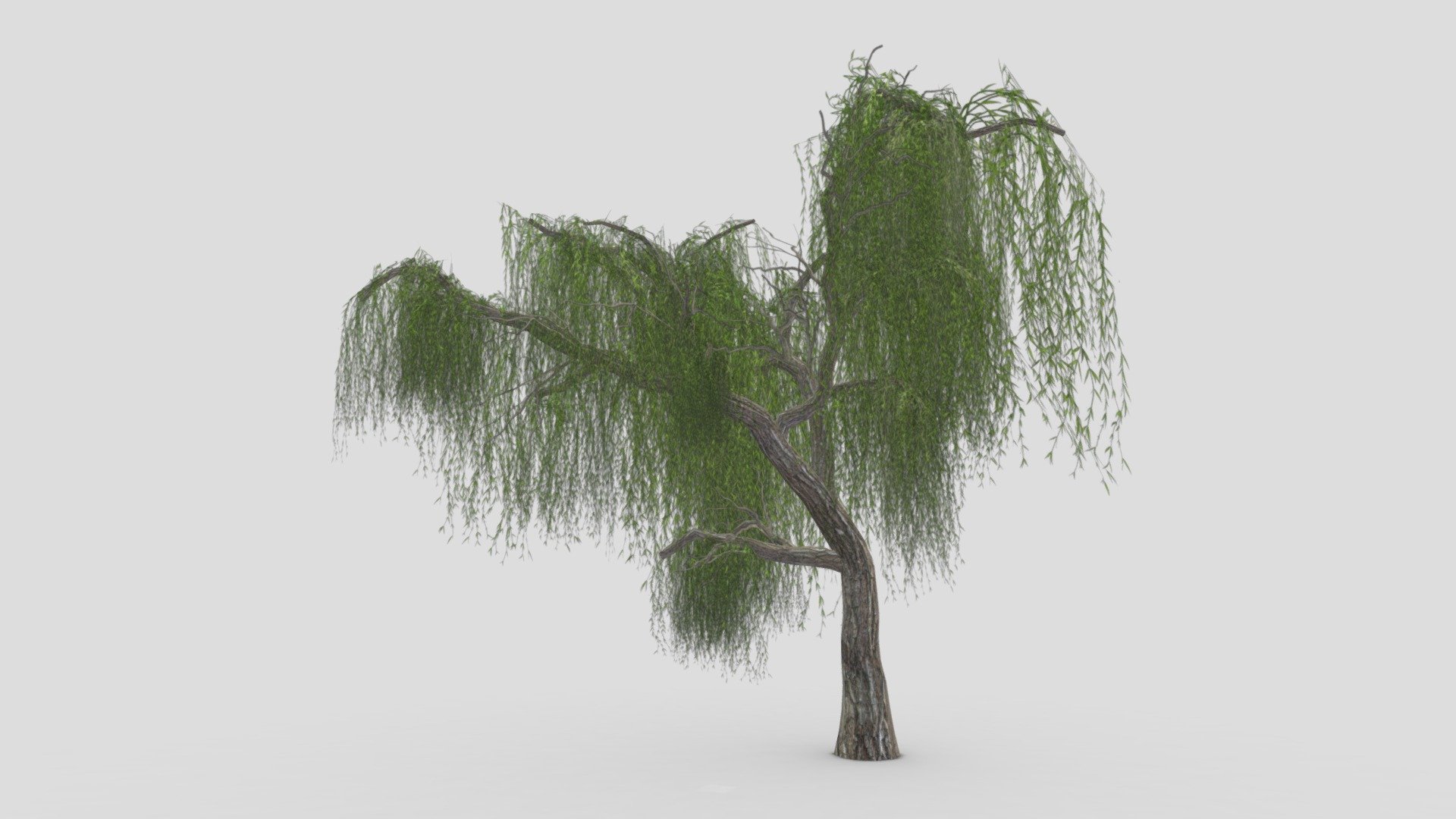 I try to provide low poly model of Weeping Willow tree to use for your game project. I hope this model will be useful for you 3d model