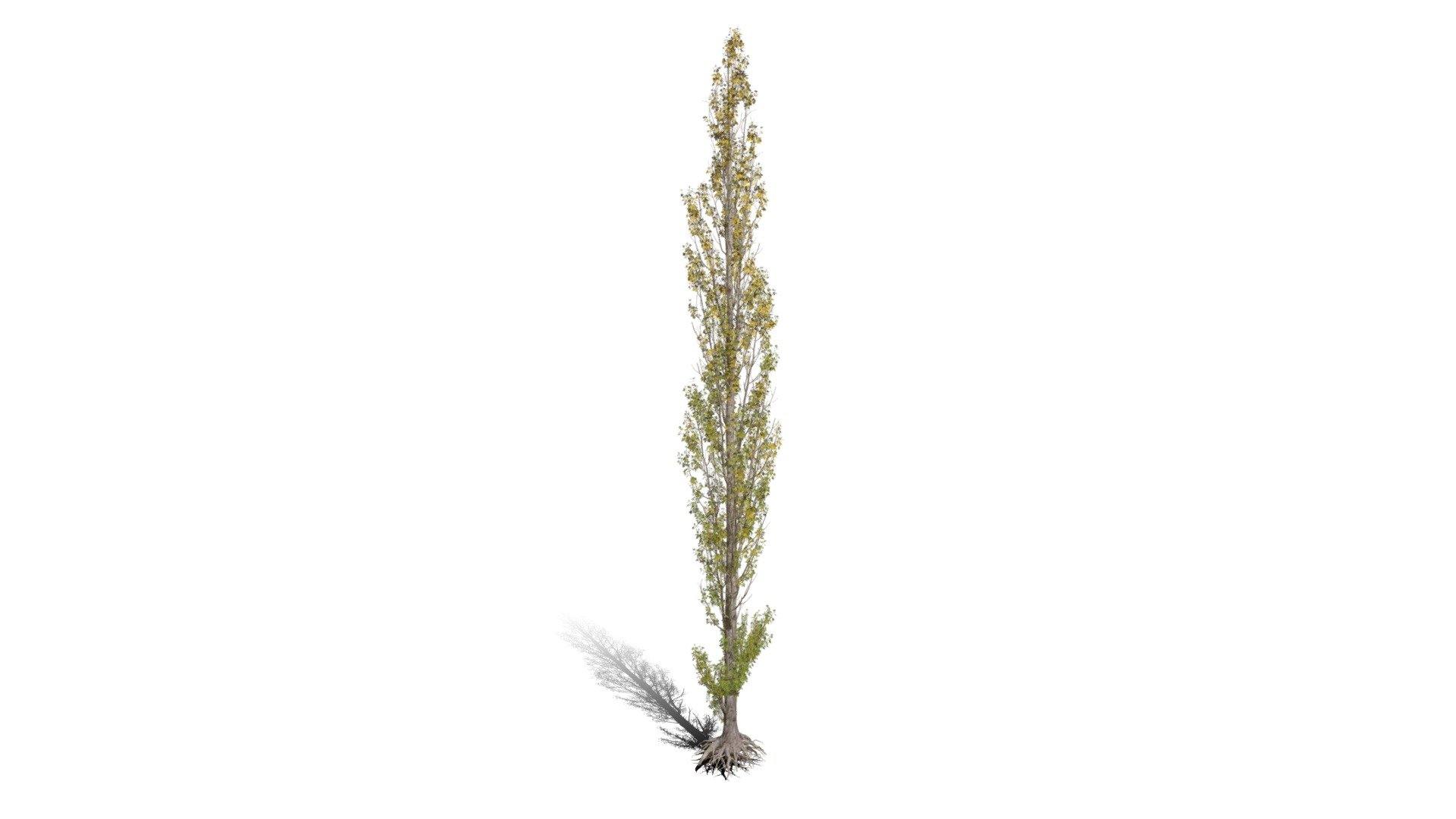 Model specs:





Species Latin name: Populus nigra Italica




Species Common name: Lombardy poplar




Preset name: Dying fall mat 50




Maturity stage: Adult




Health stage: Dying




Season stage: Fall




Leaves count: 55914




Height: 21.2 meters




LODs included: Yes




Mesh type: static




Vertex colors: (R) Material blending, (A) Ambient occlusion



Better used for Hi Poly workflows!

Species description:





Region: Europe,Asia,Africa,Middle East




Biomes: Forest,Wetland




Climatic Zones: Cold temperate,Warm temperate,Mediterranean




Plant type: Broadleaf tree



This PlantCatalog mesh was exported at 40% of its maximum mesh resolution. With the full PlantCatalog, customize hundreds of procedural models + apply wind animations + convert to native shaders and a lot more: https://info.e-onsoftware.com/plantcatalog/ - Realistic HD Lombardy poplar (53/75) - Buy Royalty Free 3D model by PlantCatalog 3d model