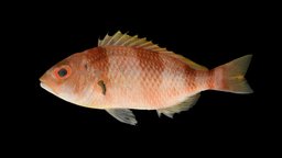 タマガシラ 🐟 Unarmed Dwarf Monocle Bream