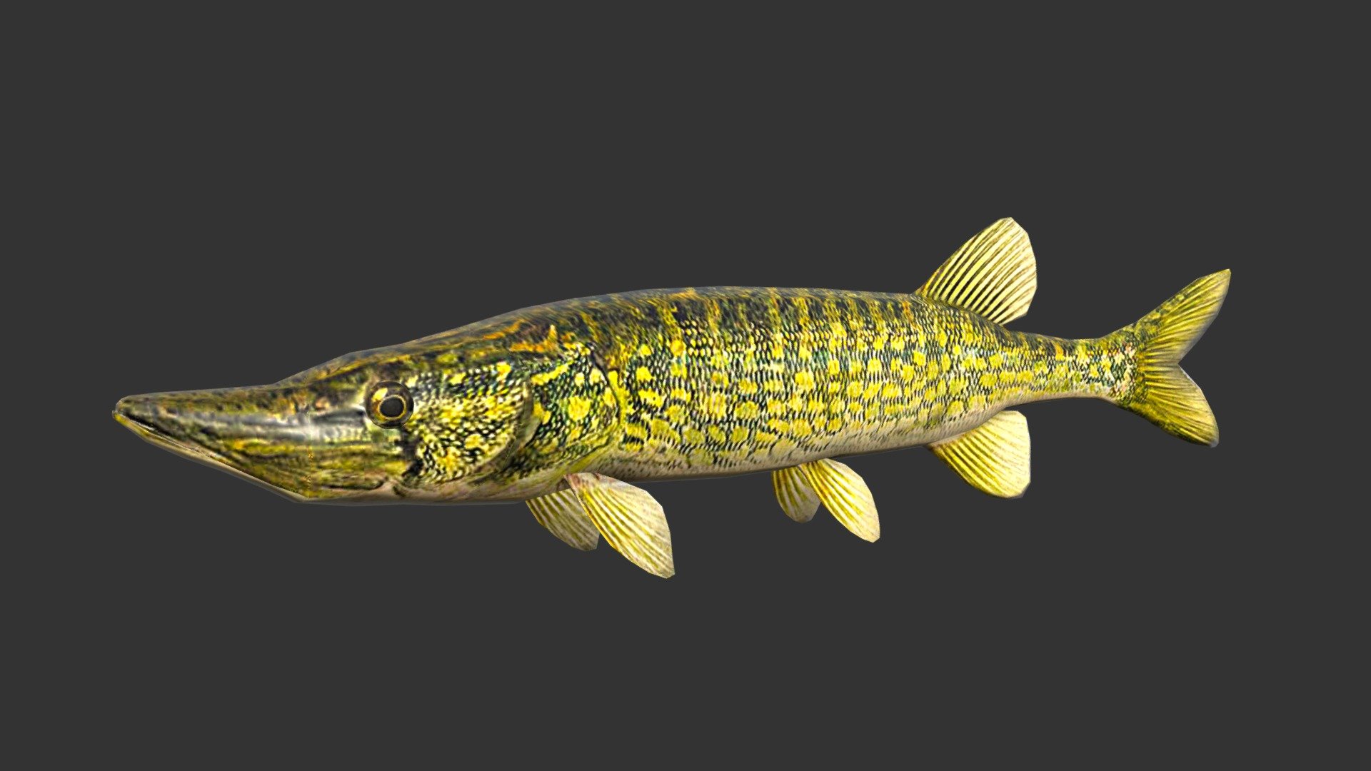 Pike - 3D model by josluat91 3d model