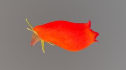 Seemania sylvatica (Gesneriaceae) flowers, photogrammetry, agisoft-metashape, gesneriaceae