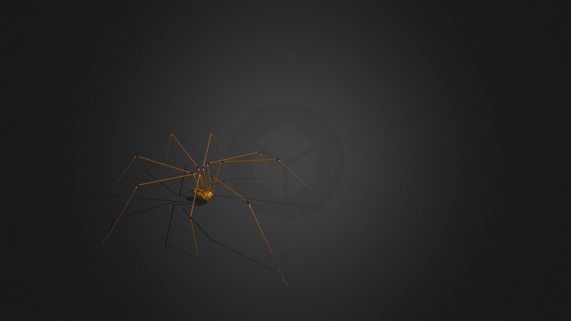 Walking Spider Pholcus Phalangioides - Spider Pholcus Phalangioides Walking - Buy Royalty Free 3D model by Leandro Salerno (@leansaler) 3d model