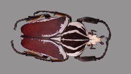 Goliathus goliatus metashape, agisoft