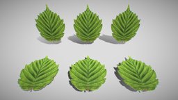 Hazelnut Leaf (High-Poly) plant, nut, leaf, vegetation, high-poly, blatt, floral, hazelnut, botanical, 3dhaupt, decoration, haselnuss