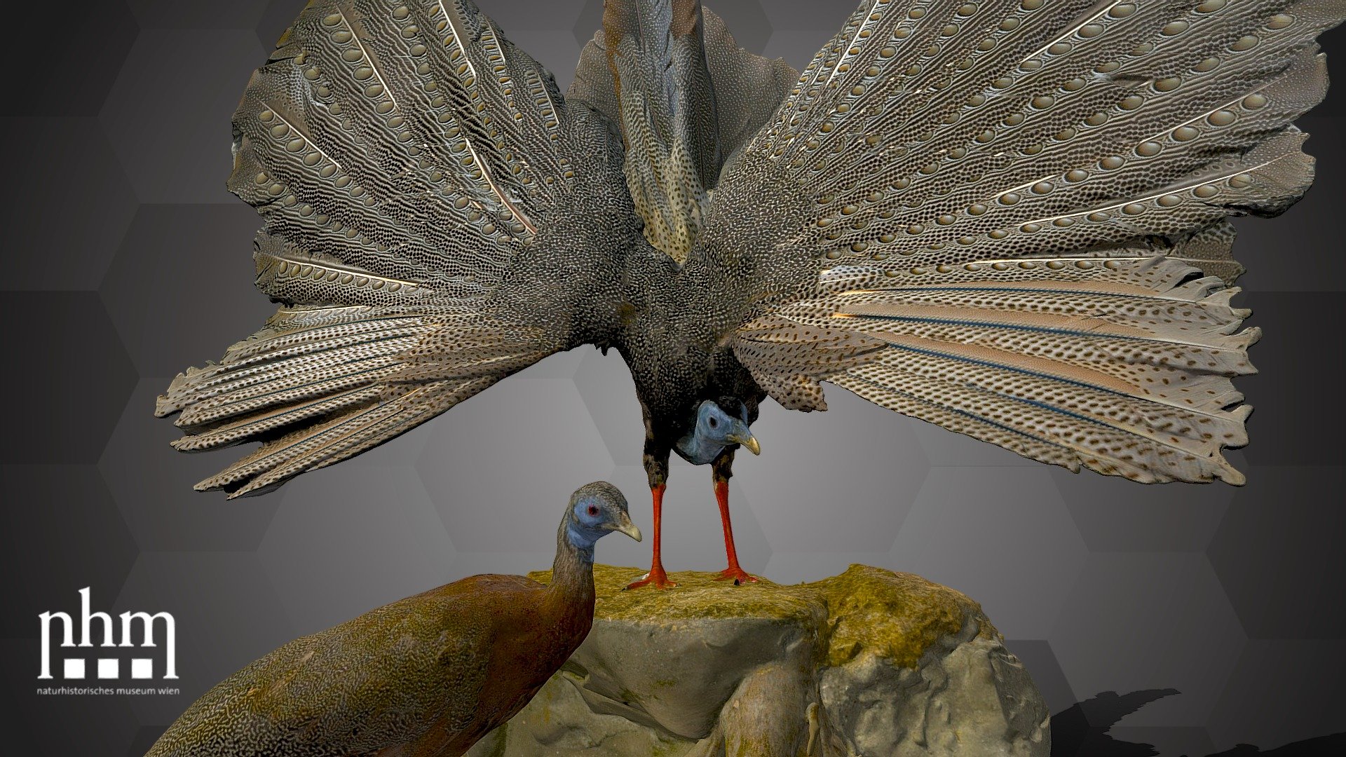 3D scan of the argus pheasant pair Argusianus argus. The great argus lives in the rainforests of Borneo, Sumatra and the Malay Peninsula in southeast Asia. They can grow up to 2 meters in length and are therefore among the largest of the pheasant species. This pair lived in the Schönbrunn Zoo in Vienna, Austria, and is part of the museum's collection since 1932. 

The argus pheasant is Number 79 of the NHM Top 100 and can be found in Hall 31 of the NHM Vienna.

Specimen: Argusianus argus Rafinesque, 1815

Inventory number: NHMW-Zoo-VS 70946 &amp; 70947

Collection: Natural History Museum Vienna, 1st Zoological Dept., Bird Coll. (curator: Swen Renner)

Find out more about the NHMW here.

Scanned and edited by Emil Fitzenreiter &amp; Anna Haider (NHMW)

Scanner: Artec Leo. Infrastructure funded by the FFG 3d model