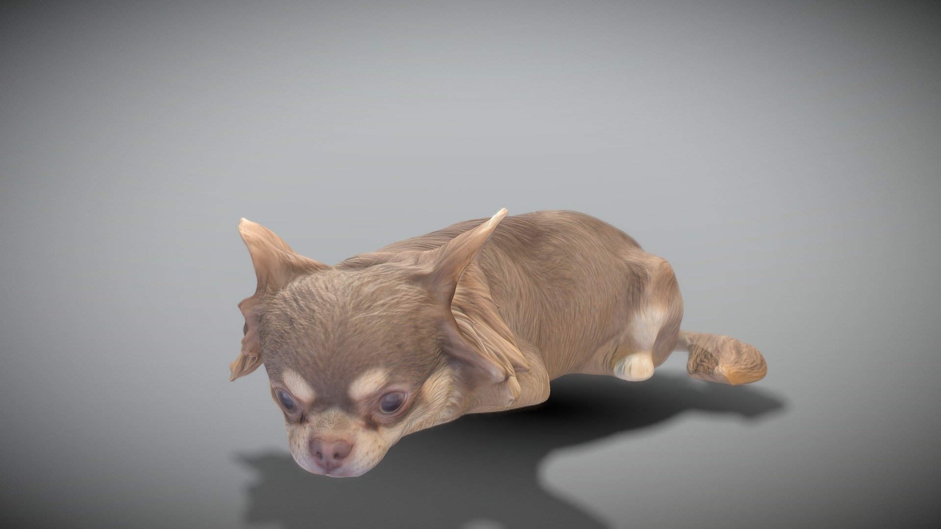 This is a true sized and highly detailed model of a young charming Dachshund dog. It will add life and coziness to any architectural visualisation of houses, playgrounds, parques, urban landscapes, etc. This model is suitable for game engine integration, VR/AR content, etc.

Technical specifications:




digital double 3d scan model

150k &amp; 30k triangles | double triangulated

high-poly model (.ztl tool with 5 subdivisions) clean and retopologized automatically via ZRemesher

sufficiently clean

PBR textures 8K resolution: Diffuse, Normal, Specular maps

non-overlapping UV map

no extra plugins are required for this model

Download package includes a Cinema 4D project file with Redshift shader, OBJ, FBX, STL files, which are applicable for 3ds Max, Maya, Unreal Engine, Unity, Blender, etc. All the textures you will find in the “Tex” folder, included into the main archive.

3D EVERYTHING

Stand with Ukraine! - Lying dog 42 - Buy Royalty Free 3D model by deep3dstudio 3d model