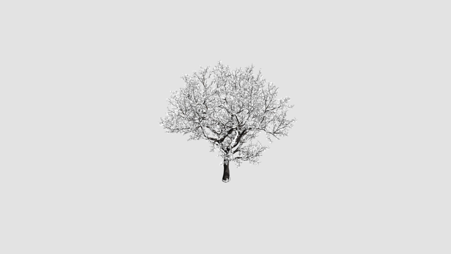 Highly detailed model of plant with all textures, shaders and materials. It is ready to use, just put it into your scene 3d model