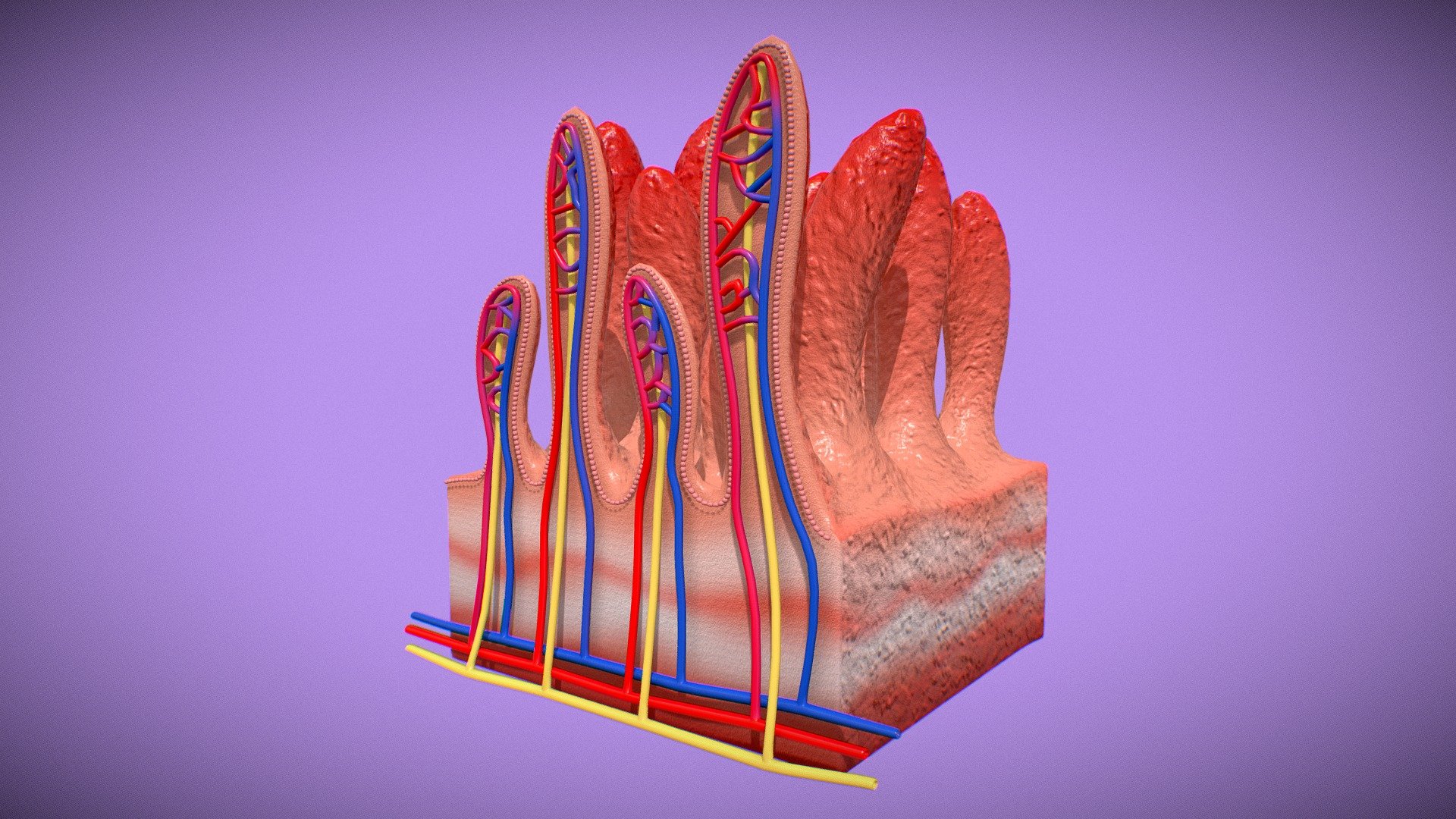 The walls of the small intestine are lined with a dense mucosa with many glands that both secrete and absorb. In the jejunum and the ileum, the mucosa secretes small amounts of digestive enzymes and lubricating mucus while absorbing nutrients from your food 3d model