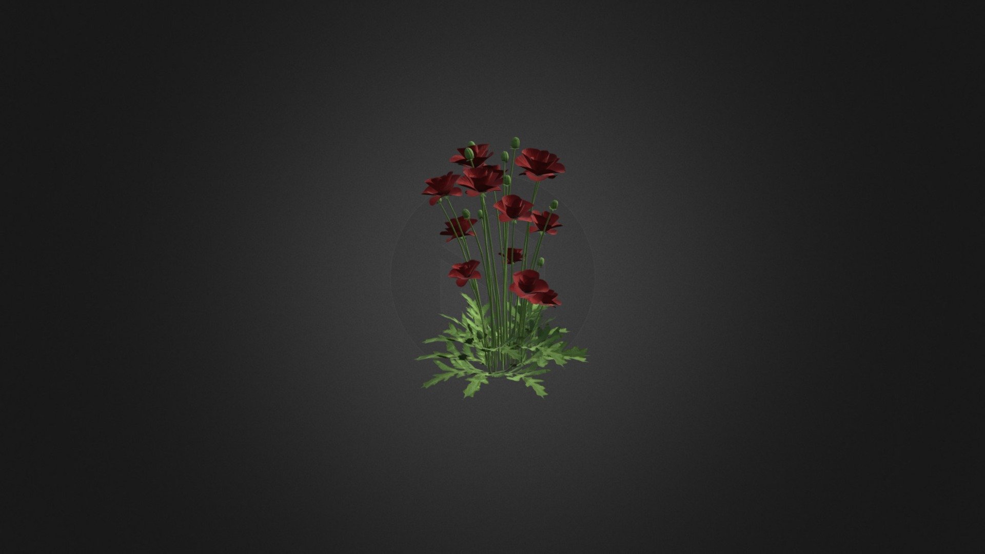 Iranian poppy - Iranian poppy - Buy Royalty Free 3D model by cgaxis 3d model
