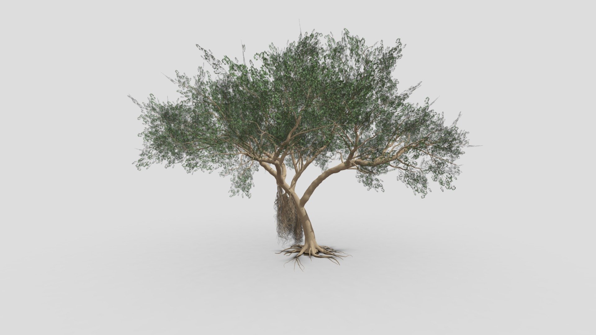 I try to work on Ficus Benjamina Tree to use this your project. this is a low poly 3D model. Tree info: Ficus Benjamina, commonly known as weeping fig, benjamin fig, or ficus tree, and often sold in stores as just ficus, is a species of flowering plant in the family Moraceae, native to Asia and Australia. It is the official tree of Bangkok 3d model
