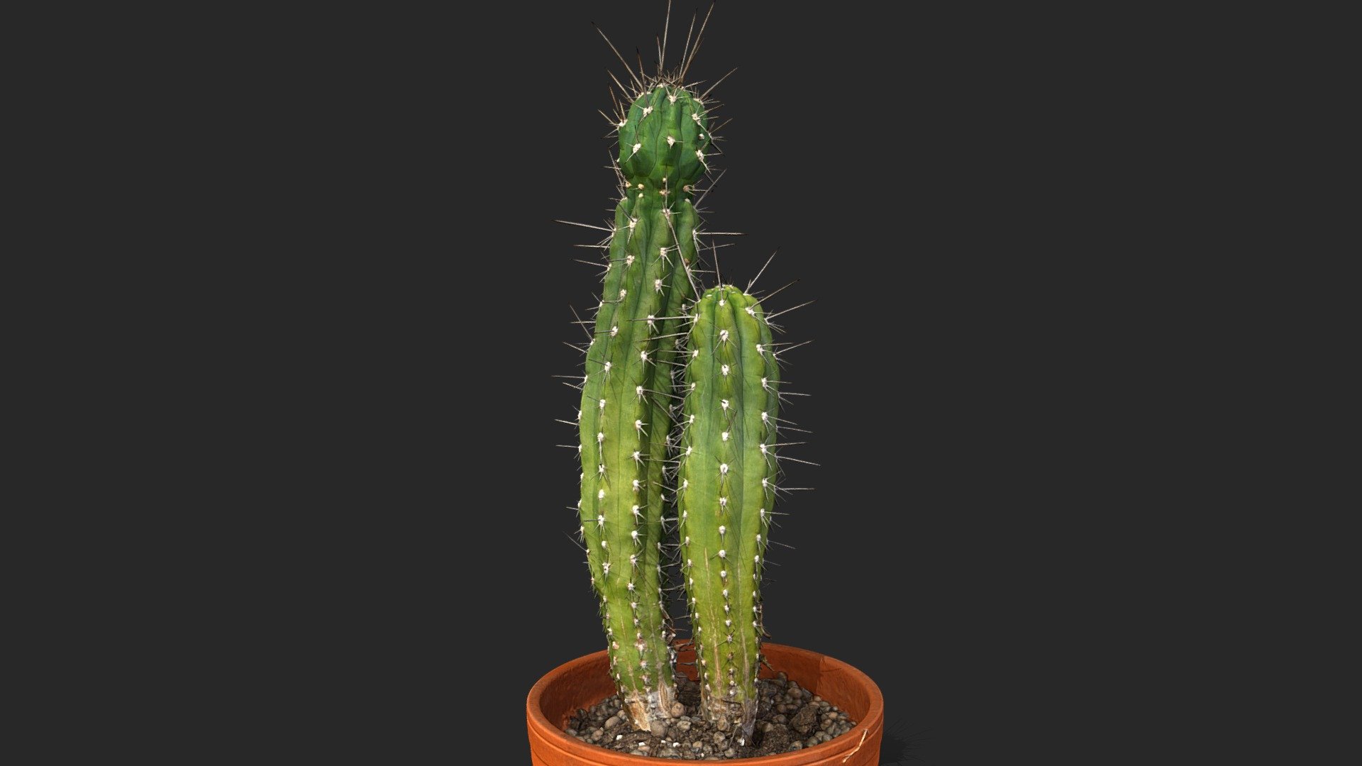 Stetsonia coryne

Photos taken with A7Riv + Sony 90mm Macro + D5300 + Nikkor 60mm Macro

Processed with Metashape + Blender - Toothpick cactus - Buy Royalty Free 3D model by Lassi Kaukonen (@thesidekick) 3d model