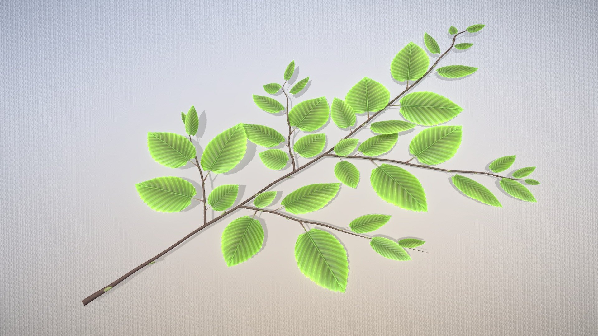 Hornbeam Branch (High-Poly)





Hornbeam Leaf (High-Poly)




Hornbeam Leaf (Low-Poly)




Hornbeam Branchs (Low-Poly)




Hornbeam Hedge (Wip-1)


 - Hornbeam Branch (High-Poly) - Buy Royalty Free 3D model by VIS-All-3D (@VIS-All) 3d model