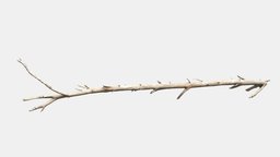 Pine Tree Fallen Trunk Scan 02 tree, forest, pine, dead, broken, fallen, branch, trunk, bark, realistic, old, real, striped, fir, roots, conifer, realisim, photoscan, photogrammetry, scan