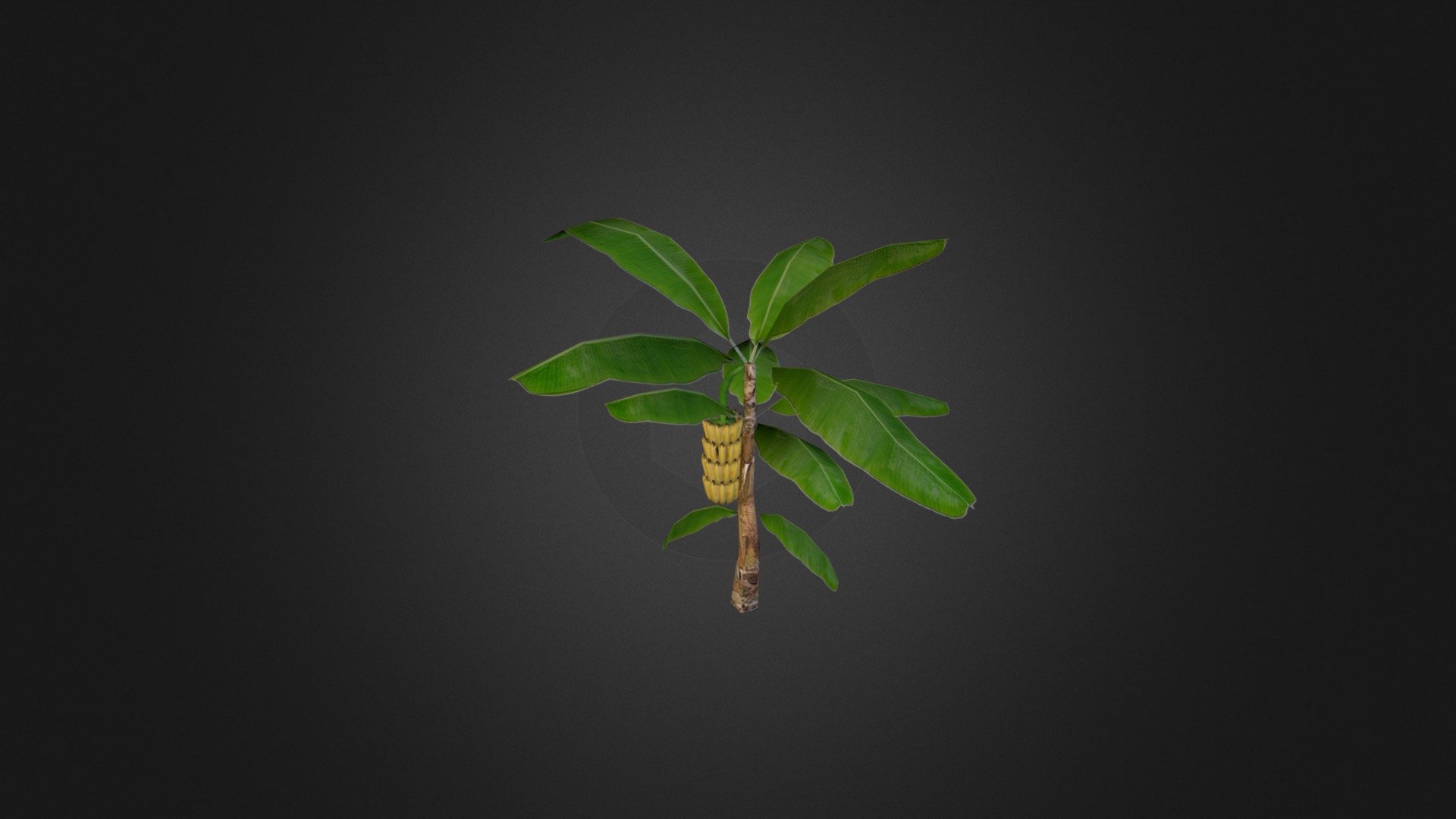 Banana Musa plant model (928 Polys) - Banana Musa - 3D model by Fruitarian Artist (@fruitarianartist) 3d model
