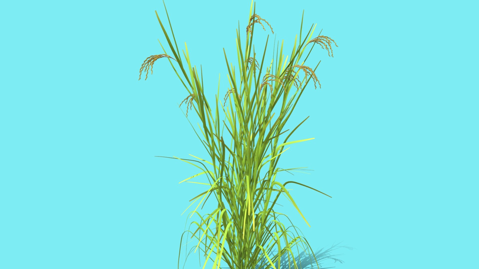 RICE - Buy Royalty Free 3D model by ostrich (@gohean33) 3d model