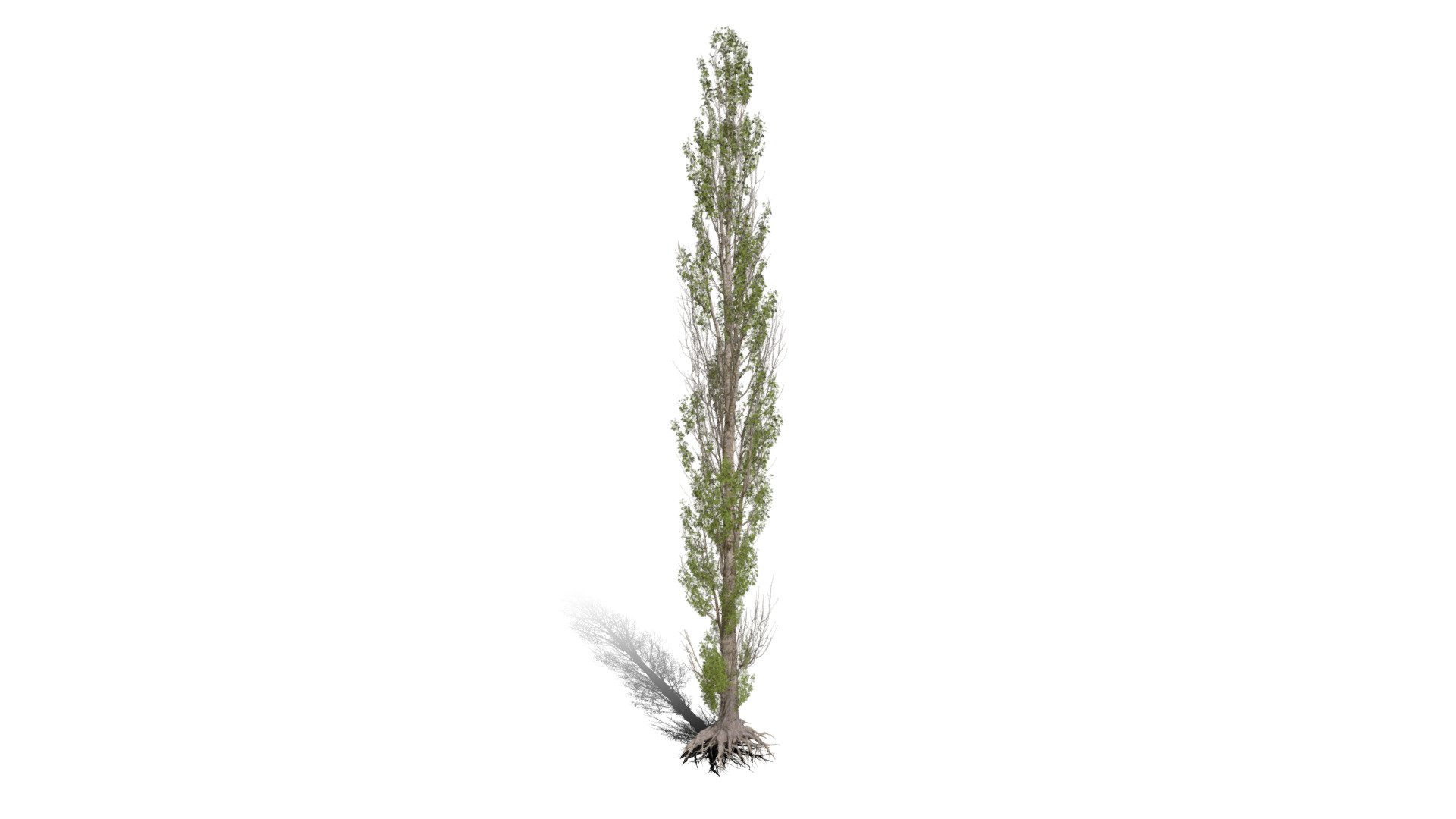 Model specs:





Species Latin name: Populus nigra Italica




Species Common name: Lombardy poplar




Preset name: Dying summer mat 100




Maturity stage: Old




Health stage: Dying




Season stage: Summer




Leaves count: 80555




Height: 29.2 meters




LODs included: Yes




Mesh type: static




Vertex colors: (R) Material blending, (A) Ambient occlusion



Better used for Hi Poly workflows!

Species description:





Region: Europe,Asia,Africa,Middle East




Biomes: Forest,Wetland




Climatic Zones: Cold temperate,Warm temperate,Mediterranean




Plant type: Broadleaf tree



This PlantCatalog mesh was exported at 40% of its maximum mesh resolution. With the full PlantCatalog, customize hundreds of procedural models + apply wind animations + convert to native shaders and a lot more: https://info.e-onsoftware.com/plantcatalog/ - Realistic HD Lombardy poplar (50/75) - Buy Royalty Free 3D model by PlantCatalog 3d model