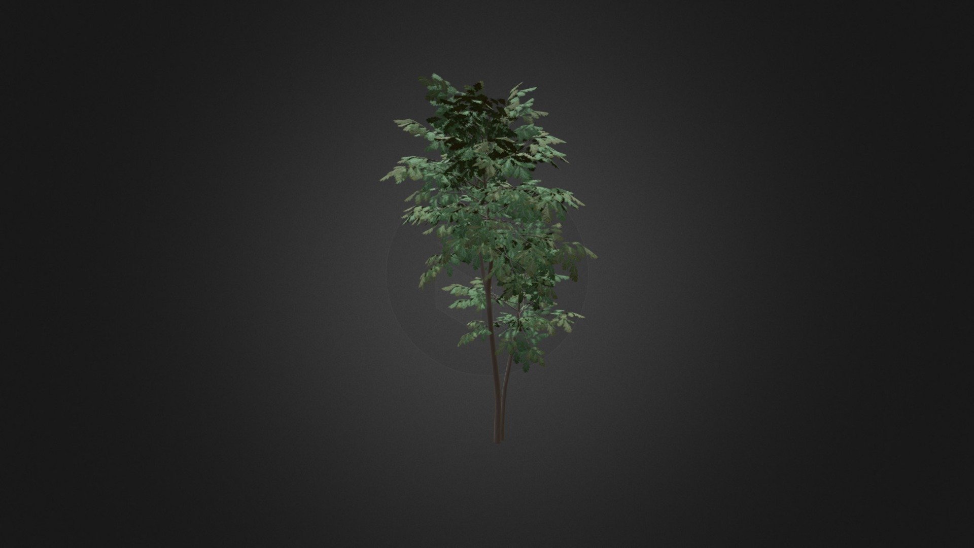 Pedunculate Oak (Quercus Robur) 2.4m - Pedunculate Oak (Quercus Robur) 2.4m - Buy Royalty Free 3D model by cgaxis 3d model