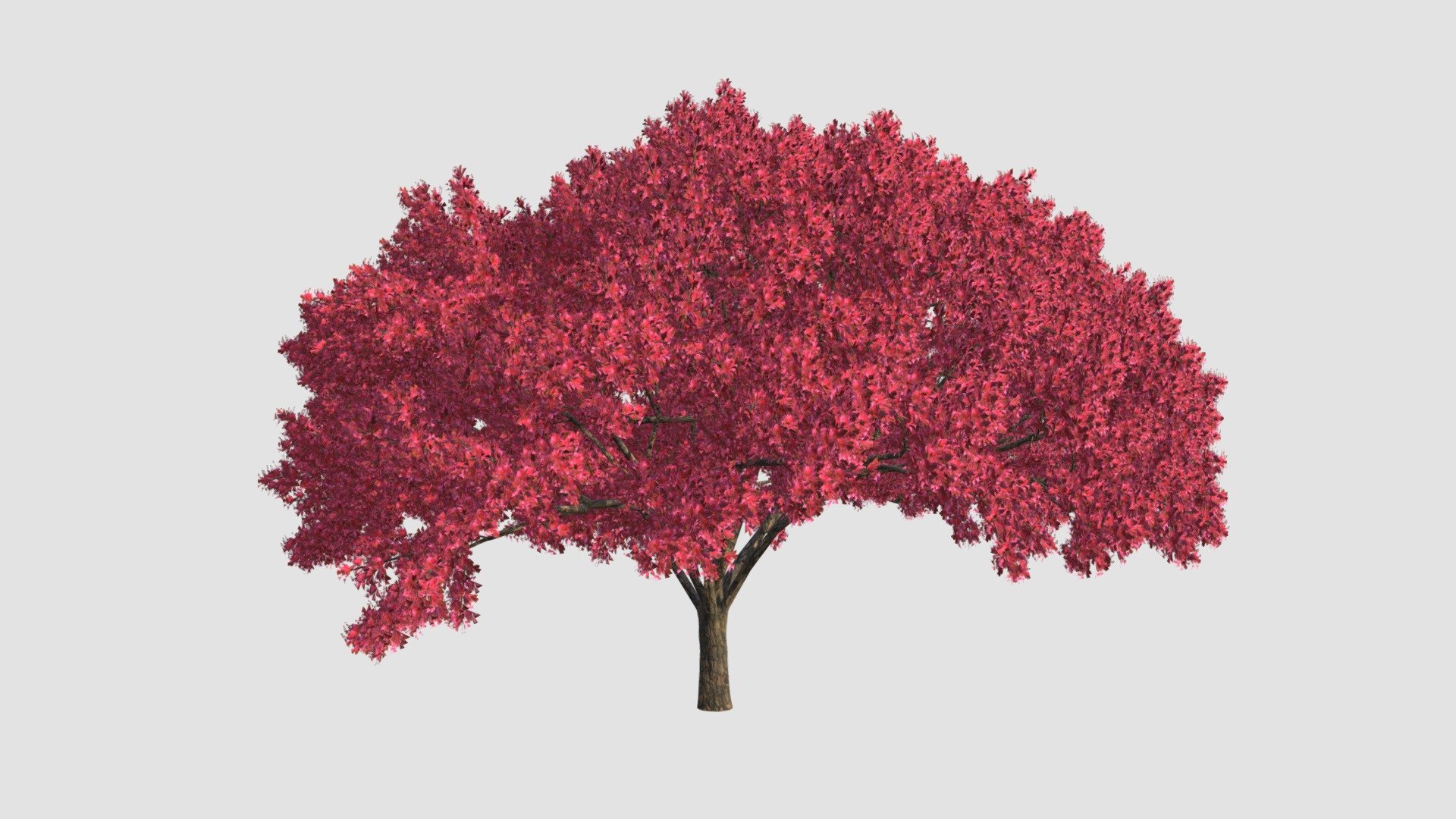 Cherry tree. High detailed model of plant with all textures, shaders and materials. It is ready to use, just put it into your scene.