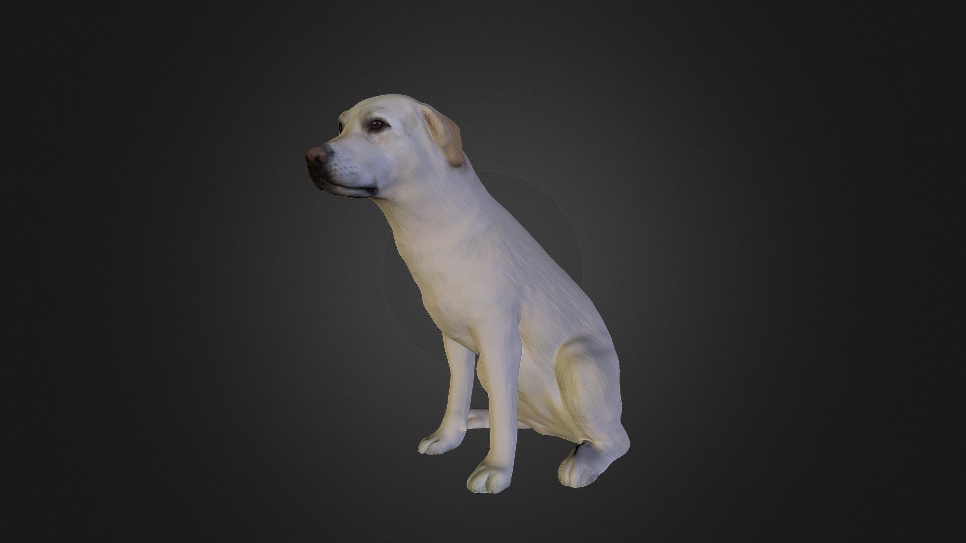 Der erste 3D-Scan eines Tieres, hier von unserer Labrador Hündin Amy. 
Auch hier kommt der schnelle Scan von unter 1 Sekunde sehr gut zur Geltung.