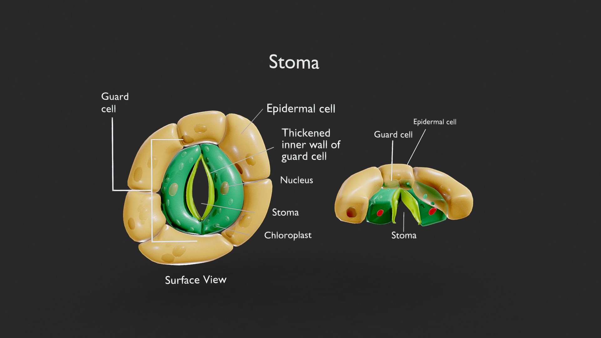 Plant Stomata Structure\n\nPlant stomata are small pores found on the surface of leaves, stems, and other plant organs. They consist of two specialized cells, known as guard cells, which surround a central pore. These structures play a crucial role in regulating gas exchange, controlling water loss, and facilitating photosynthesis in plants.\n\n\n\n\nFormat: FBX, OBJ, MTL, STL, glb, glTF, Blender v3.6.2\n\nOptimized UVs (Non-Overlapping UVs)\n\nPBR Textures | 1024x1024 - 2048x2048 - 4096x4096 | (1K, 2K, 4K - Jpeg, Png)\n\nBase Color (Albedo)\n\nNormal Map\n\nAO Map\n\nMetallic Map\n\nRoughness Map\n\nHeight  Map\n\nOpacity Map\n