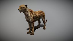 CHEETAH ANIMATED cat, kitty, animals, wild, mammal, hunting, predator, cheetah, african, claw, fur, realistic, nature, leopard, wildlife, realsitic, bigcat, mamal, cheetah-3d, animals-creatures, cheetah3d, cheetah-skeleton, 3d, animal, cheetah-3d-chair-director-movie, animalsculptchallenge