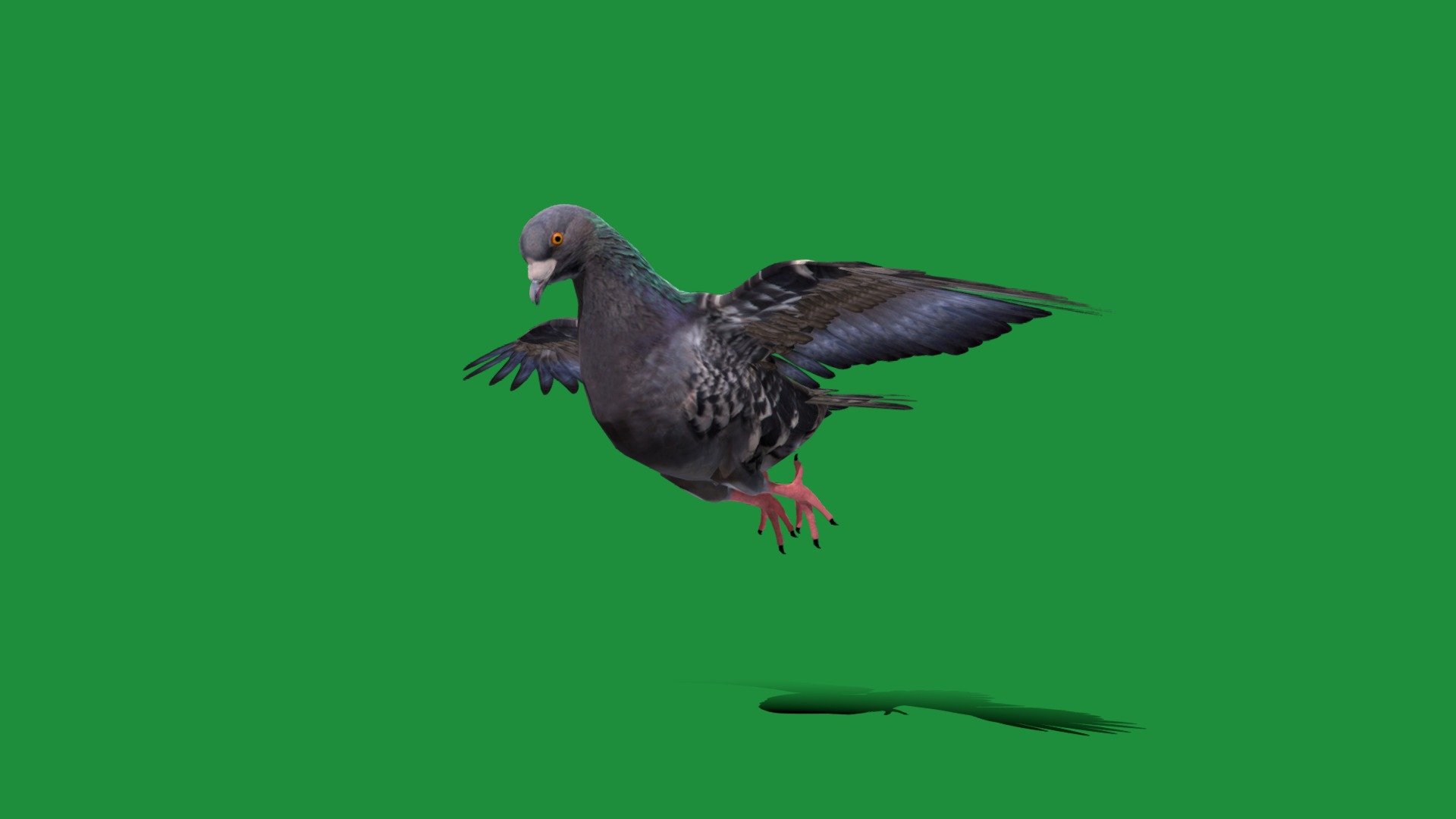 

Gascogne Pigeon Bird (domestic pigeon)Bleu de Gascogne,fitness-pigeons,Columbidae

Columba livia Animal Bird Breed (Aves)Pet,Cute

1 Draw Calls

MidPoly

Game Ready (Asset)

Subdivision Surface Ready

Single - Animations 

4K PBR Textures 1 Material

Unreal/Unity FBX 

Blend File 3.6.5 LTS / 4 Plus

USDZ File (AR Ready). Real Scale Dimension (Xcode ,Reality Composer, Keynote Ready)

Textures Files

GLB File (Unreal 5.1 Plus Native Support,Gadot)


Gltf File ( Spark AR, Lens Studio(SnapChat) , Effector(Tiktok) , Spline, Play Canvas,Omiverse ) Compatible




Triangles -21094



Faces -13036

Edges -30803

Vertices -18022

 Diffuse, Metallic, Roughness , Normal Map ,Specular Map,AO

The Gascony blue has as its ancestor the rock pigeon , but it is very close in its plumage and its conformation to the woodpigeon and even more to the stock dove .