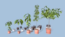 Collection of Avocado Trees - Plants Vol 06 trees, plants, pots, avocado