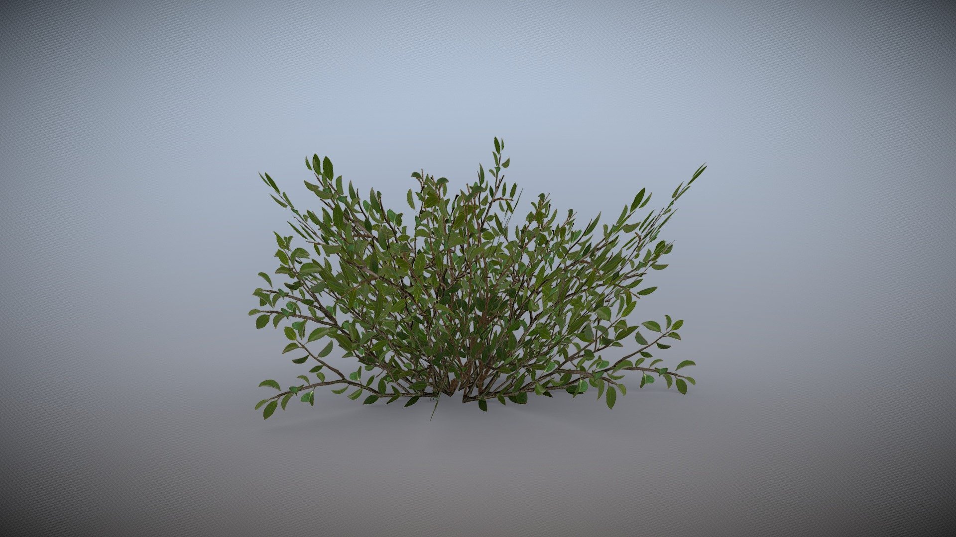 this bush can be used to scatter in game environments. its a low poly busy ready to use for games.

if you find any problem or issues related to this model please contact me.