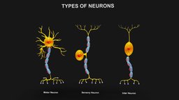 Types of Neurons organ, cross, anatomy, brain, biology, section, cell, motor, sheath, cells, signal, type, neuron, nerve, axon, node, inter, nucleus, soma, dendrite, sensory, neurons, braincells, cross_section, structure, medical, human, myelin, astrocyte, dendrites, noai, ranvier, cellbody, bipolarneuron, neuronstructure, cellanatomy, nerveconnect, synaptics, axonterm, interneuron, nervousystem, axons