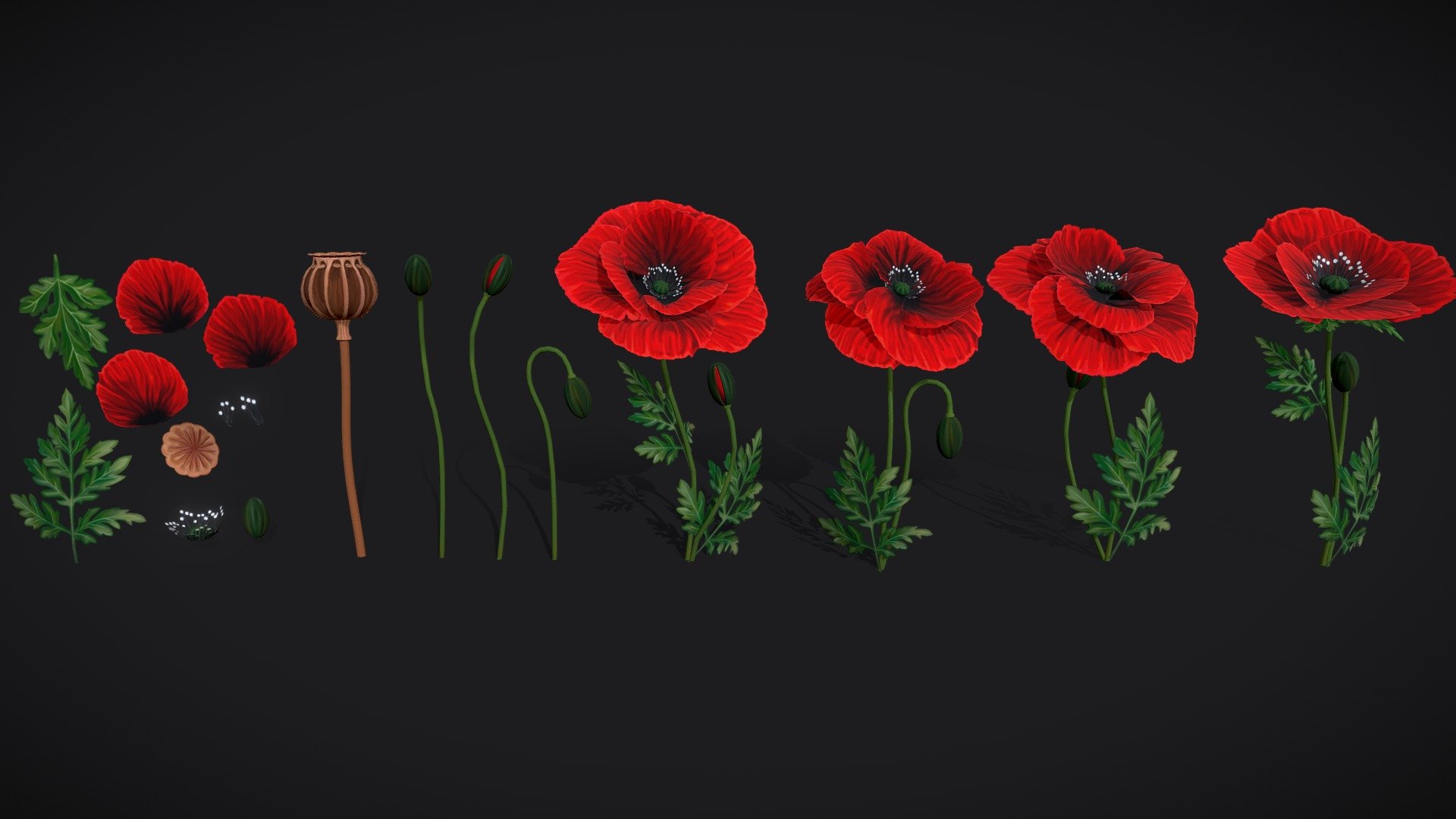 Poppies handpainted model. 
Overlapping UVs (texture atlas)

The archive contains following files:




.MA file (original MAYA file, version 2023)

FBX file

OBJ

Texture set:




Poppy.TGA (1k, 2k and 4k options) for BaseColor and Opacity

The model also available in the pack. 

Purple color variation is available here. 

If you have any additional questions or any problems related to the model, kindly contact me.