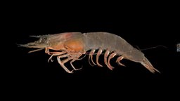 ヨシエビ 🦐 ♀ Greasyback Shrimp, Metapenaeus ensis prawn, crustacean, shellfish, arthropoda, crustacea, animalia, ffishasia, decapoda, metapenaeus, ensis, penaeidae