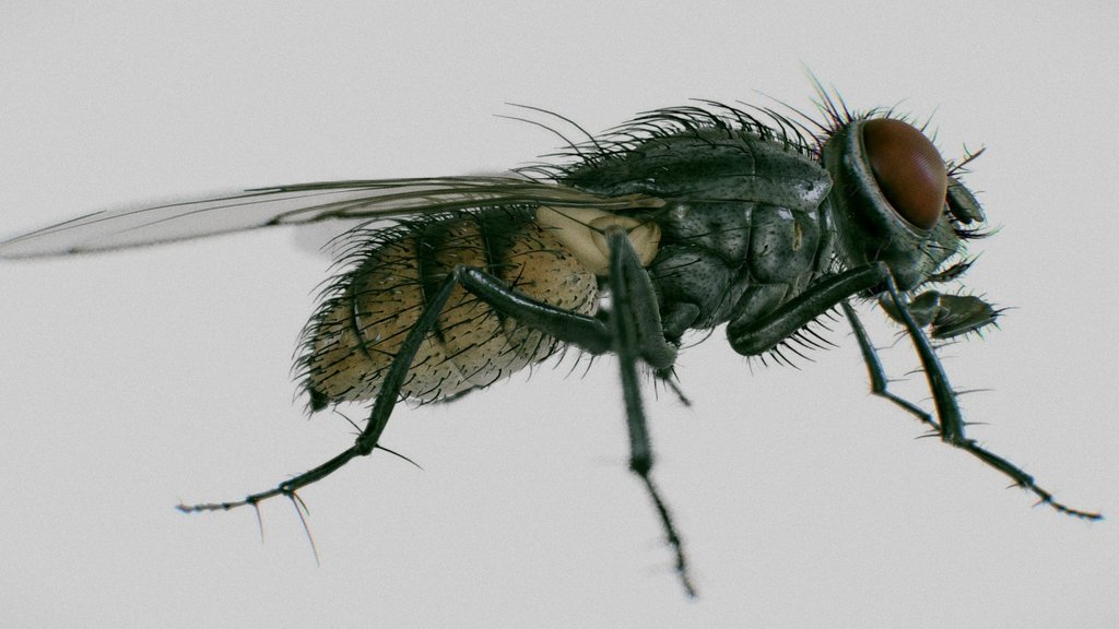 This is a preview of Musca Domestica or housefly model for Cinema 4d.  Take a look at this video to see the rig and animation preview: https://vimeo.com/160290899  Model is avalaible here: -link removed-  Feel free to contact me if you have any questions.  I do not know how to import hair animations to sketchfab, so if you know please tell me.  Thanks for watching.