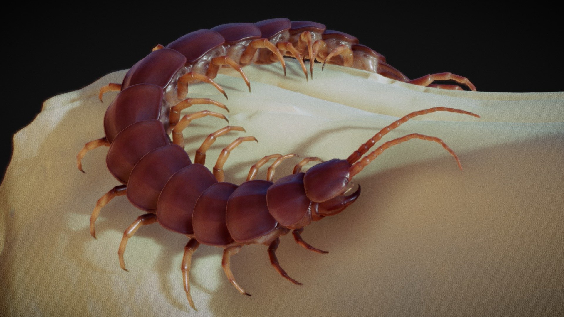 This is result of one the lessons from my Rigging and animation online course: 
https://motiondesign.school/products/rigging-and-animation-in-cinema-4d

Scolopendra gigantea, also known as the Peruvian giant yellow-leg centipede or Amazonian giant centipede, is one of the largest centipedes of the genus Scolopendra with a length up to 30 centimetres (12 in). This species is found in various places in South America and the Caribbean, where it preys on a wide variety of animals, including other sizable arthropods, amphibians, mammals and reptiles. 

Skull model from the  https://sketchfab.com/ivlpaleontology