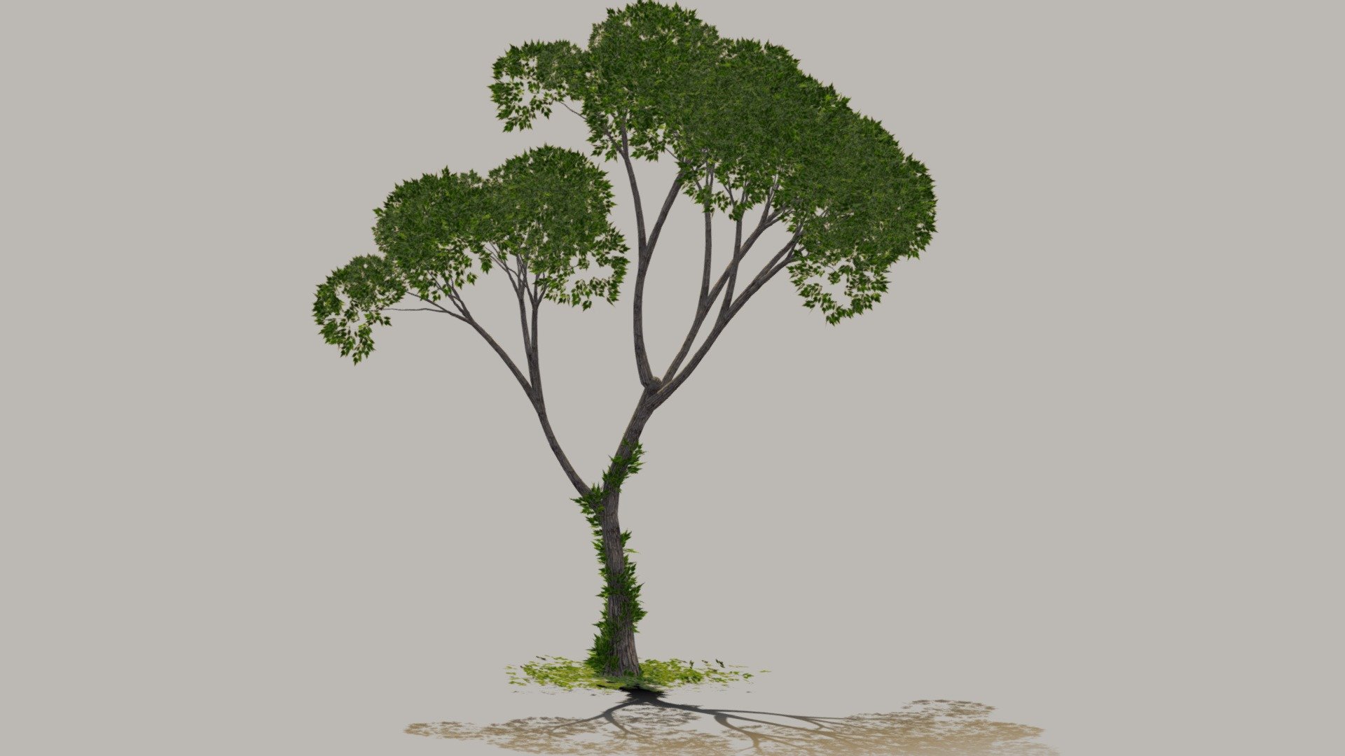 Detailed low polygon tree 3d model.