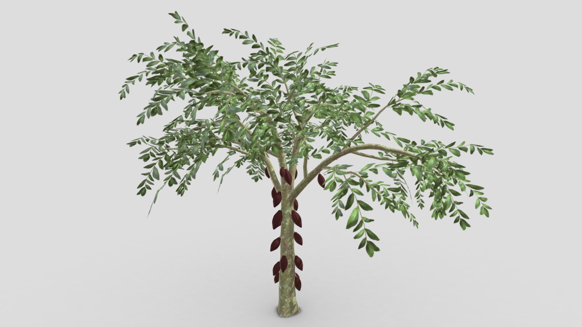 This is a 3D low poly model of a Cacao tree that you can use in your projects.

Info:

Theobroma cacao is a small evergreen tree in the family Malvaceae. Its seeds, cocoa beans, are used to make chocolate liquor, cocoa solids, cocoa butter, and chocolate. Native to the tropics of the Americas, the largest producer of cocoa beans in 2018 was Ivory Coast, at 2.2 million tons.