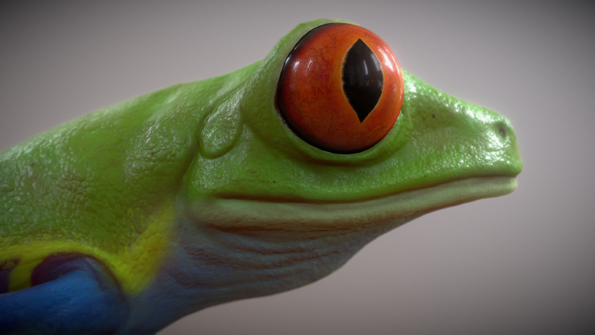 A Red-Eyed Tree Frog model I made!

This model includes:




The FBX file of the rigged model

5 animations

4K PBR Base, Roughness, Metallic and Normal map textures

A .Zip file with the PBR textures, FBX model and the.Blend file

The model does NOT have a modeled mouth that can open and close.




Sculpted and retopo'd in ZBrush

Textured in Substance 3D Painter

Rigged and animated in Blender

