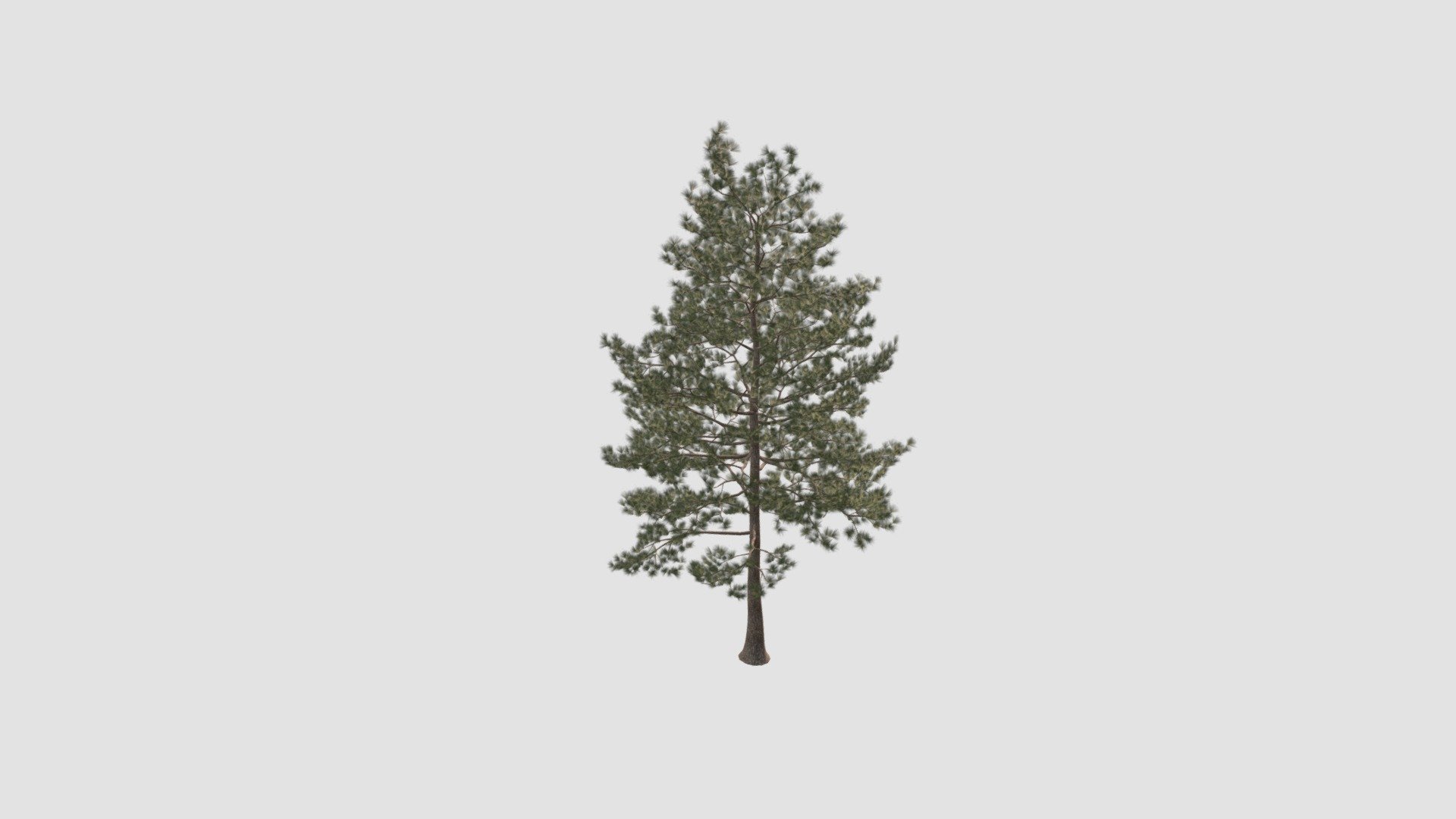 Loblolly pine. High detailed model of plant with all textures, shaders and materials. It is ready to use, just put it into your scene.